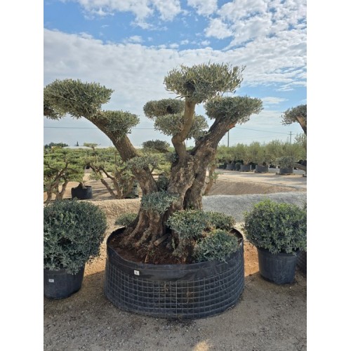 Olea plato bonsai ejemplar CTM L